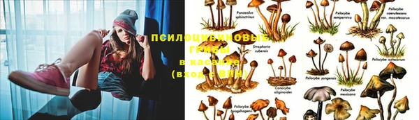 шишки Киреевск